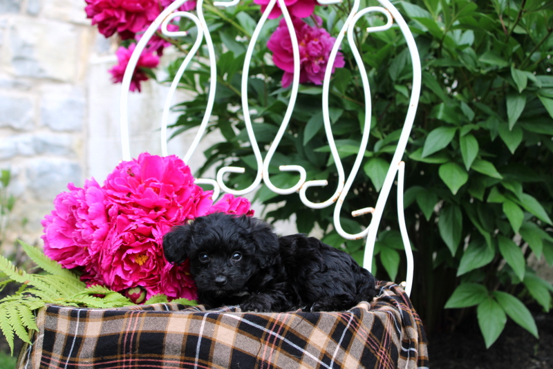 puppy, for, sale, Mini Bernedoodle, Matthew B. Stoltzfus, dog, breeder, Gap, PA, dog-breeder, puppy-for-sale, forsale, nearby, find, puppyfind, locator, puppylocator, aca